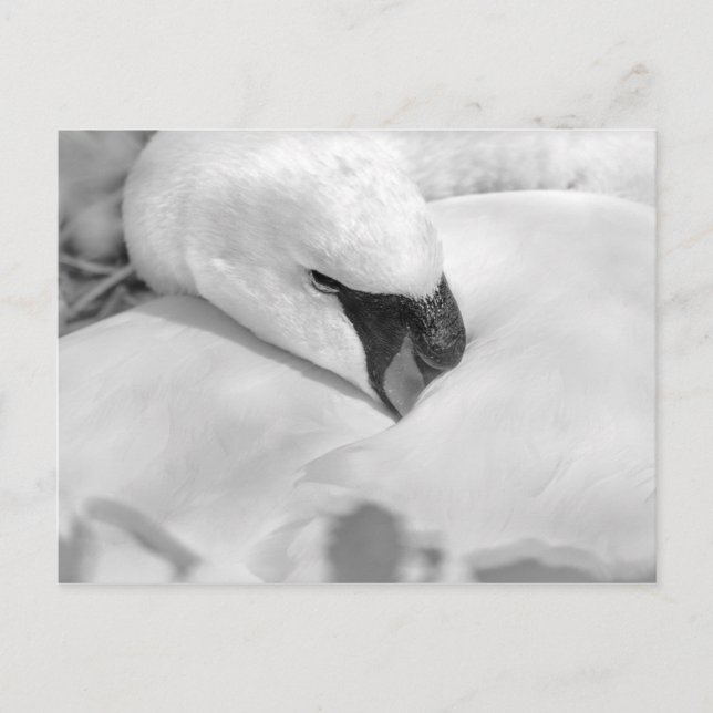 B&W Swan Postkarte (Vorderseite)