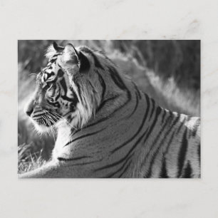 B&W Tiger Profile Foto Postkarte
