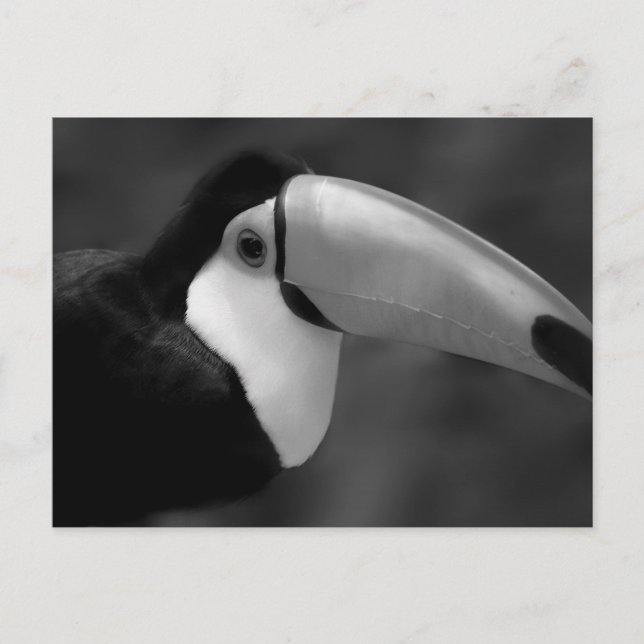 B&W Tucano-Vogel Postkarte (Vorderseite)
