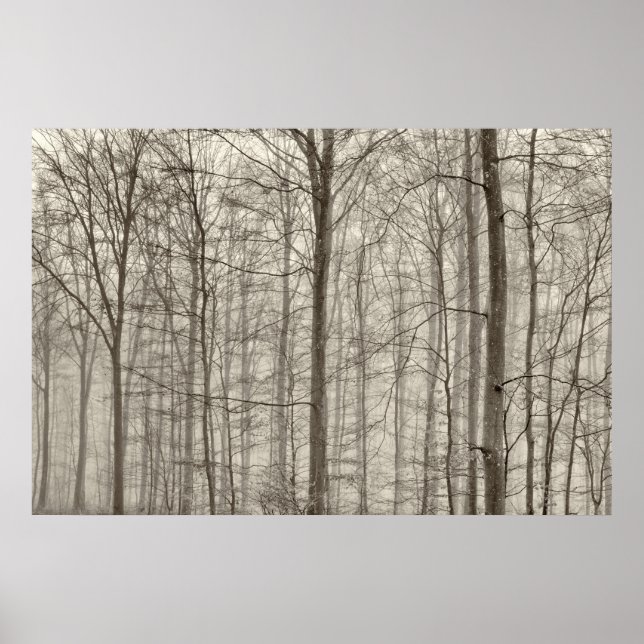 B&W Wald mit Morgennebel hinter den Bäumen Poster (Vorne)