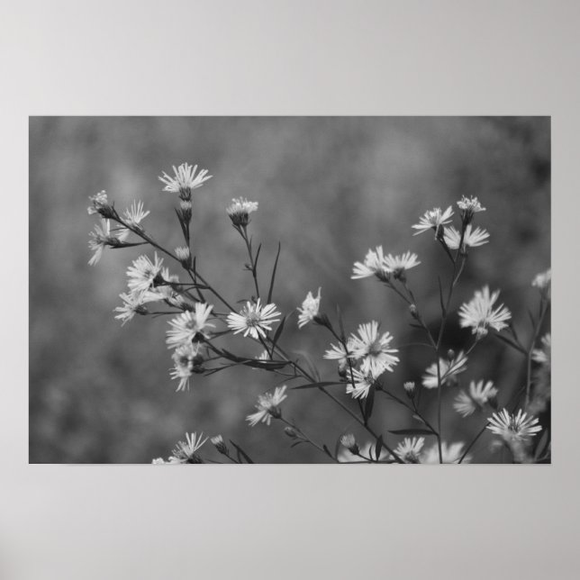 B&W White Blume Poster (Vorne)