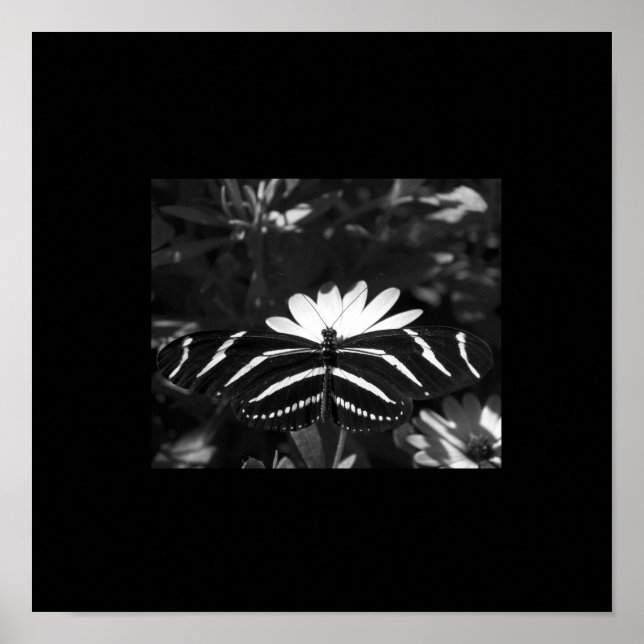 B&W Zebra Butterfly auf schwarz Poster (Vorne)