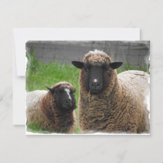 Ba Ba Black Sheep Postkarte