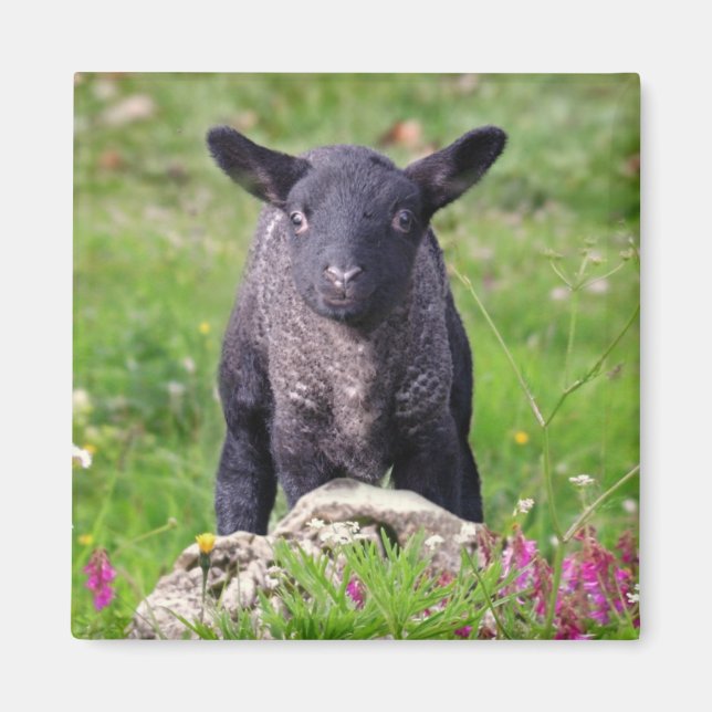 Baa-Baa Black Sheep Magnet (Vorne)