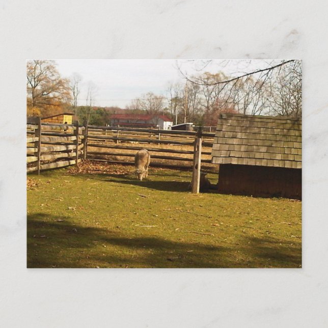 Baaa! Postkarte (Vorderseite)