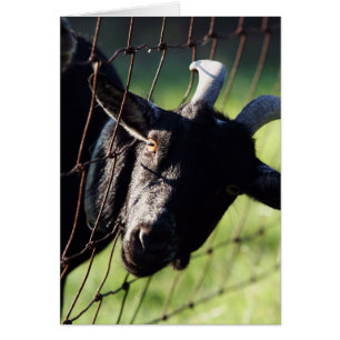 Baaaad Frachtwaggon Betty