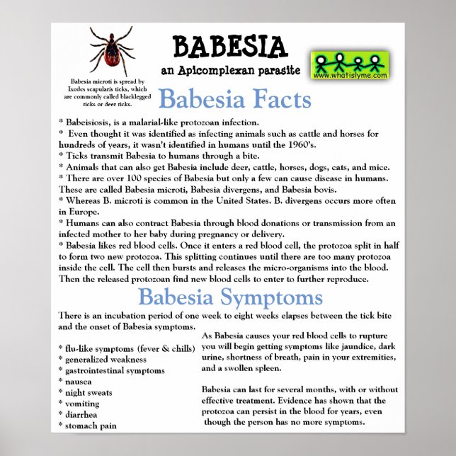 Babesia Information Factory Sheet Poster (Vorne)