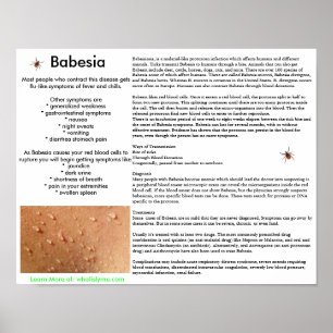 Babesia Symptome und Transmission Poster