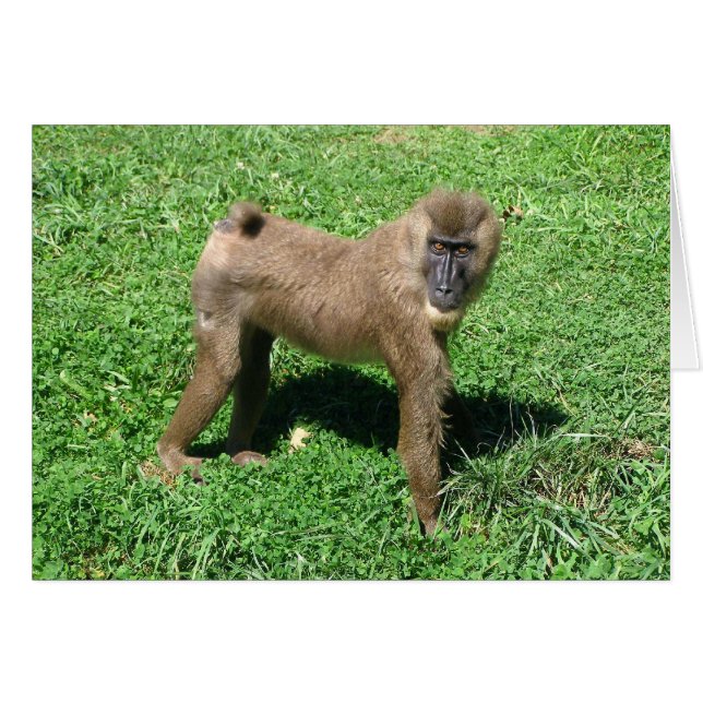Baboon (Vorderseite (Horizontal))