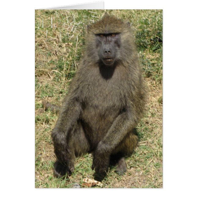 Baboon (Vorne)