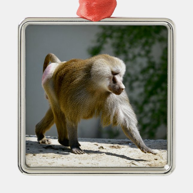 Baboon auf dem Boden Ornament Aus Metall (Vorne)