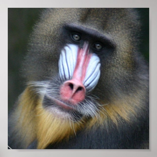 Baboon Face Poster Print (Vorne)