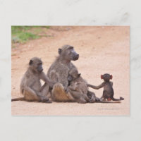 Baboon-Familie im Boden