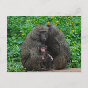 Baboon Family Postkarte