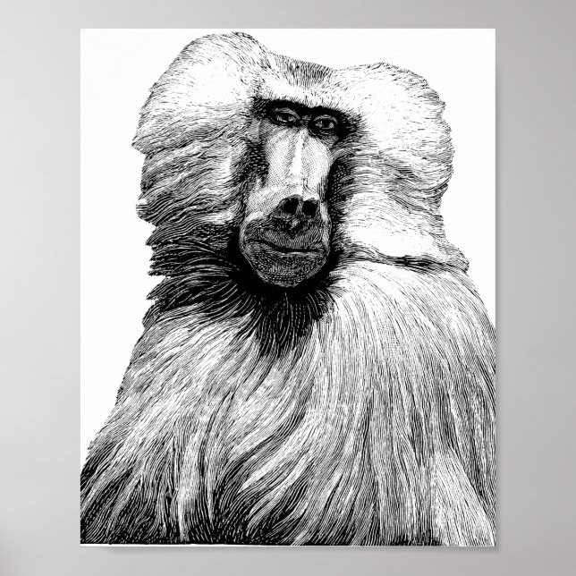 Baboon Monkey Jungle Safari Poster (Vorne)