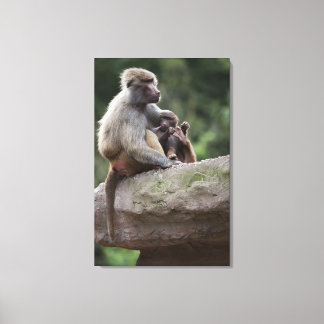 Baboon Mutter pflegt ihren jungen Leinwanddruck