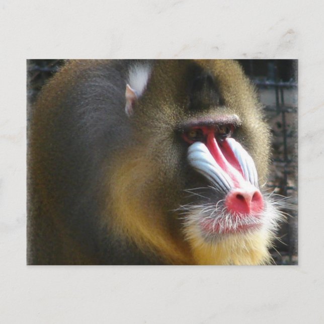 Baboon Postcard Postkarte (Vorderseite)
