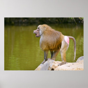 Baboon Poster