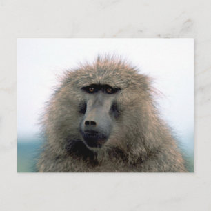 Baboon Postkarte