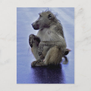 Baboon Sitting Postkarte