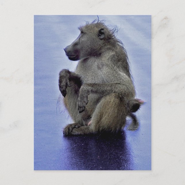 Baboon Sitting Postkarte (Vorderseite)