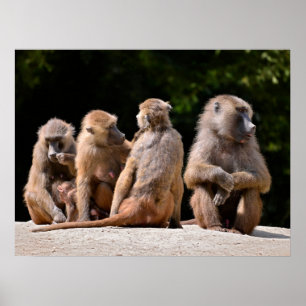 Baboons und Jungferien Poster