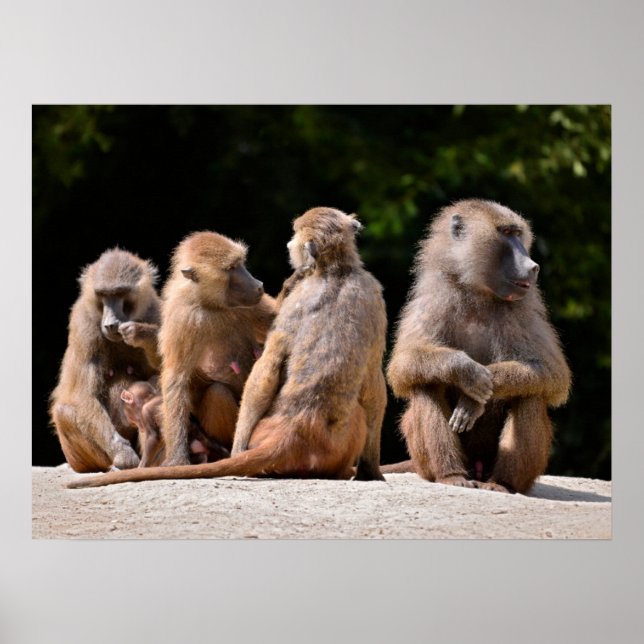 Baboons und Jungferien Poster (Vorne)