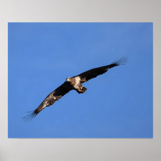 Baby Adler! Poster