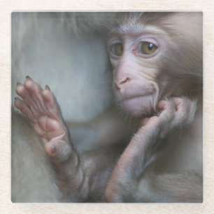 Baby-Affe Glasuntersetzer