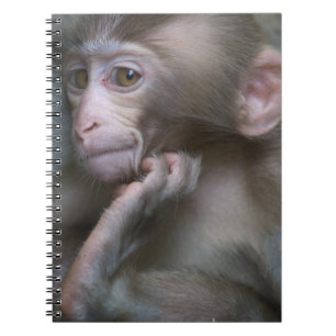 Baby-Affe Notizblock