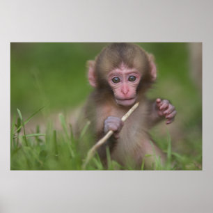 Baby-Affe Poster