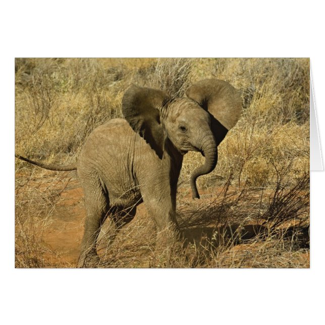 Baby African Elephant, Loxodonta Africana, (Vorderseite (Horizontal))