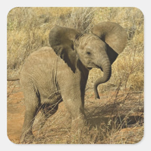 Baby African Elephant, Loxodonta Africana, Quadratischer Aufkleber