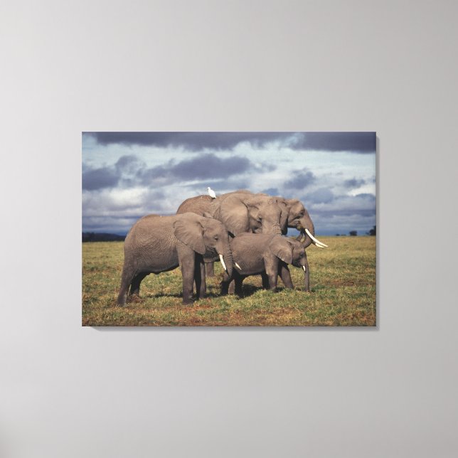 Baby African Elephant mit Familie Leinwanddruck (Vorderseite)