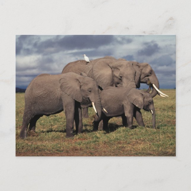 Baby African Elephant mit Familie Postkarte (Vorderseite)