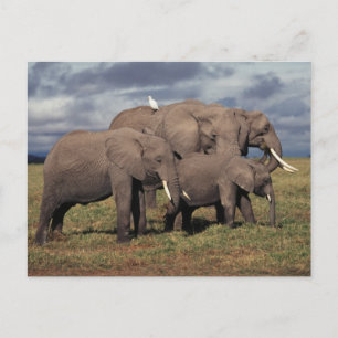 Baby African Elephant mit Familie Postkarte
