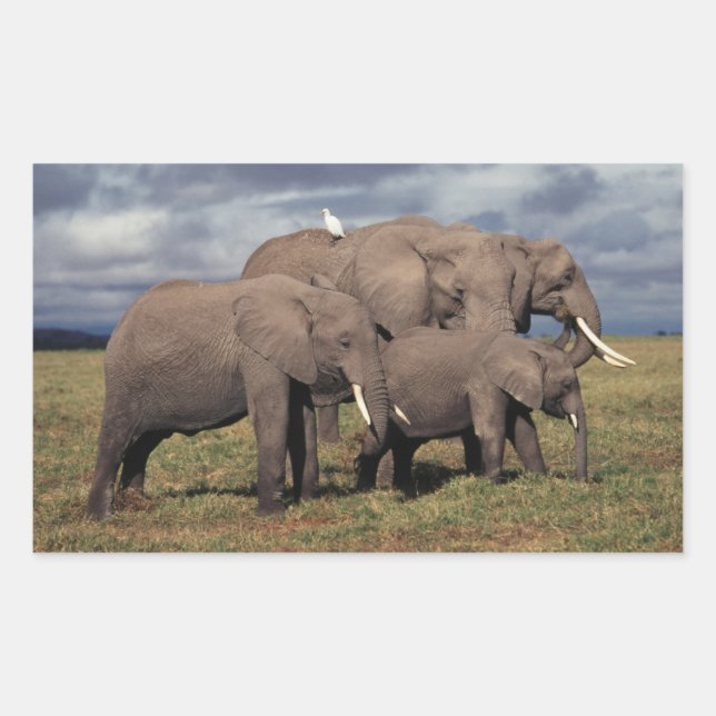 Baby African Elephant mit Familie Rechteckiger Aufkleber (Vorderseite)