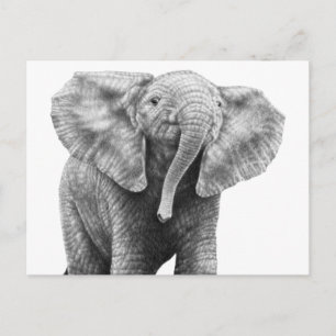 Baby African Elephant Postcard Postkarte