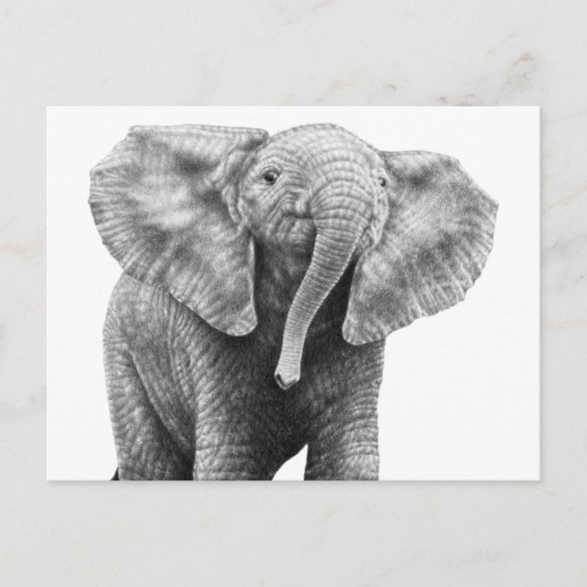 Baby African Elephant Postcard Postkarte (Vorderseite)