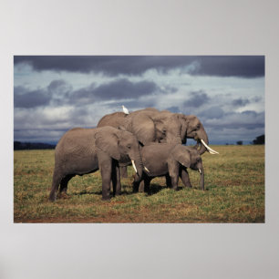 Baby African Elephant with family Poster