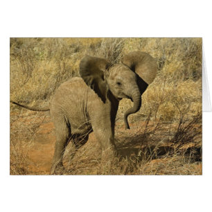 Baby Afrikanischer Elefant, Loxodonta Africana,