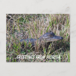 Baby Alligator Niedlich Nature Florida Personalize Postkarte