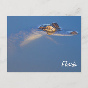 Baby Alligator Postcard Postkarte