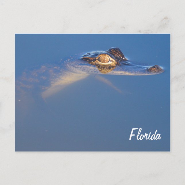 Baby Alligator Postcard Postkarte (Vorderseite)