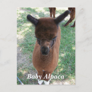 Baby Alpaca Gena Postkarte