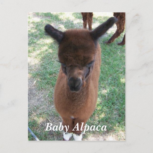 Baby Alpaca Gena Postkarte (Vorderseite)