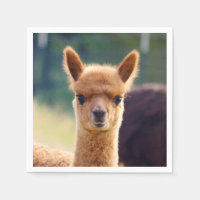 Baby Alpaca Standard Cocktail Napkin