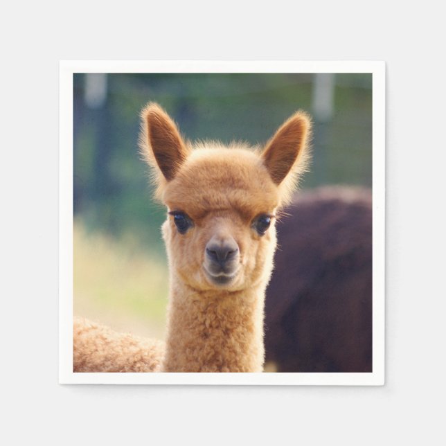 Baby Alpaca Standard Cocktail Napkin Serviette (Vorderseite)