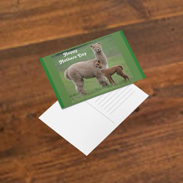 Baby Alpaca und Mutter im Feld Postkarte (Von Creator hochgeladen)