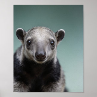 Baby-Ameisenbär-Porträt – Süße Kinderzimmer-Tier-W Poster